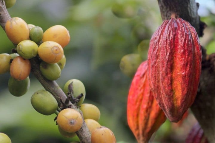 Asamblea Nacional aprobará Leyes del Café y del Cacao en junio