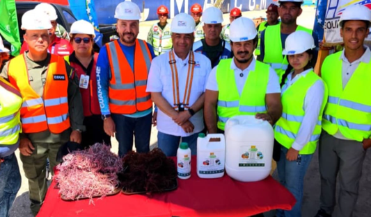 Más de 100 toneladas métricas de algas marinas son exportados a Japón y Chile