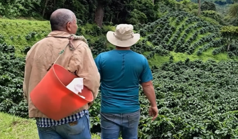 Plan Comunal del Café logra cosecha histórica y exportación al mundo
