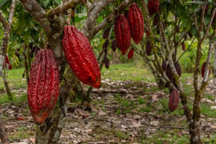 AN aprobó en segunda discusión 18 artículos del proyecto de ley del Cacao