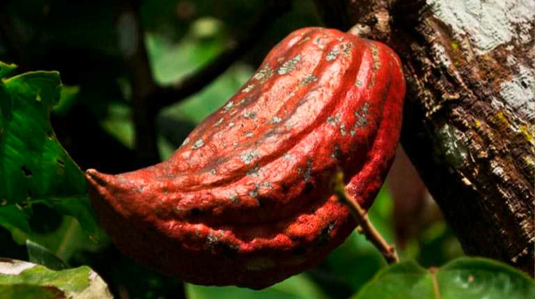 Cacao venezolano, el mejor del mundo. ¿Quién lo dice?