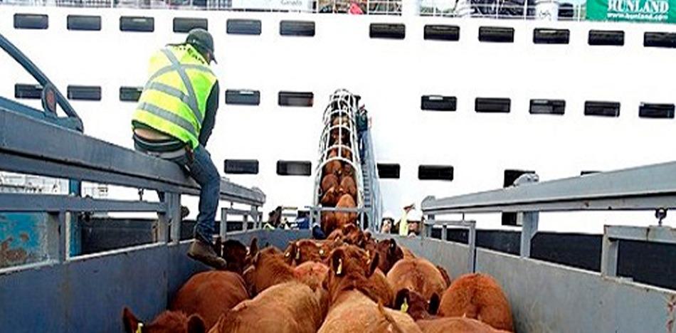 Llegan desde Venezuela 11.200 cabezas de ganado vacuno en pie al puerto de Um Qsar, Irak
