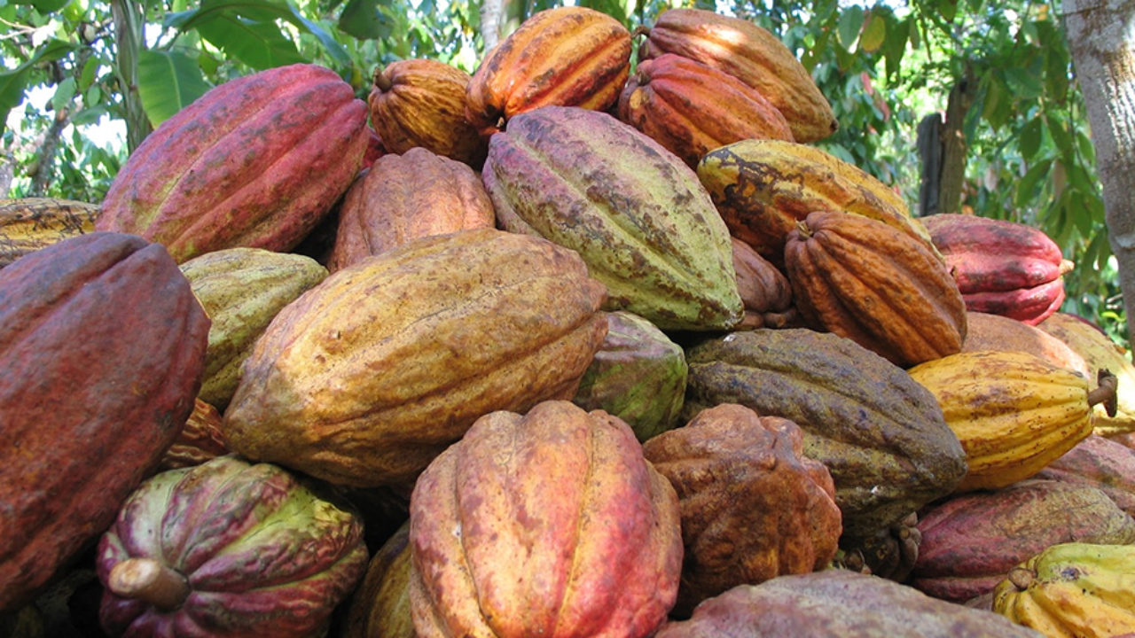 Gobierno Bolivariano se reúne con Organización Internacional del Cacao